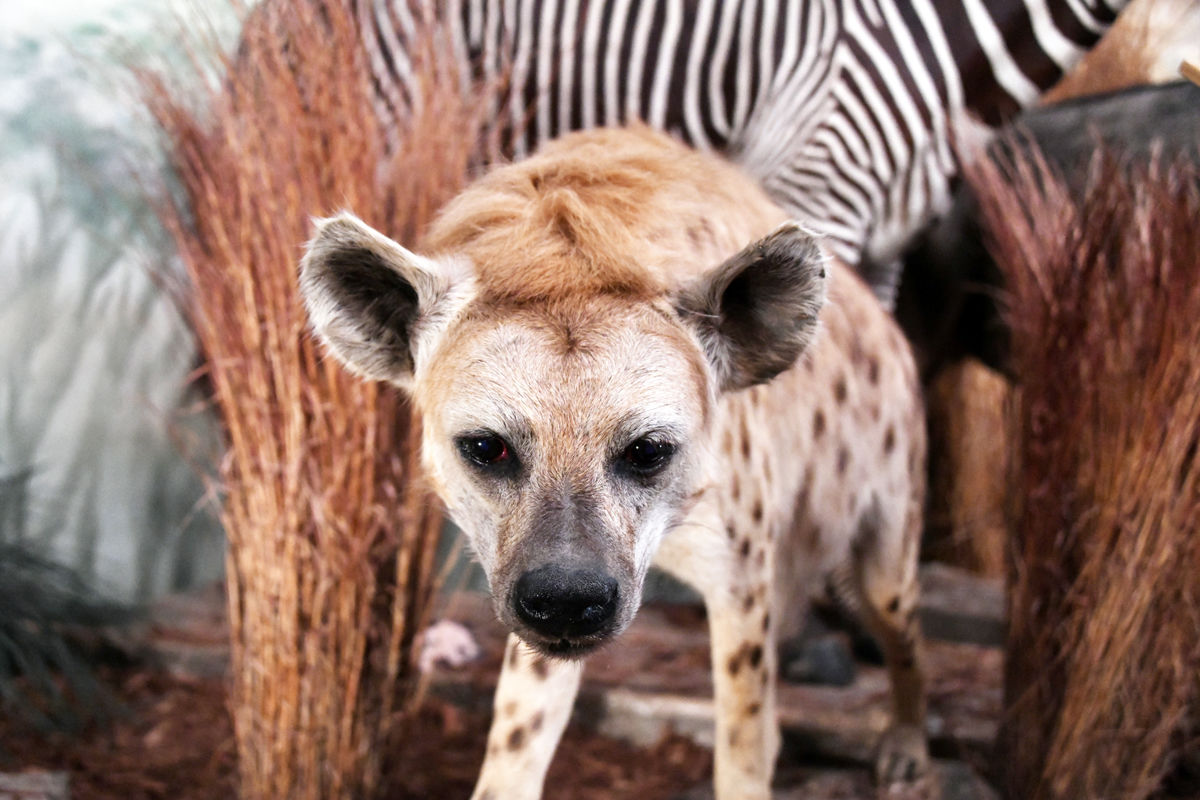 166 The spotted hyena at the Pierson Wildlife Museum.JPG